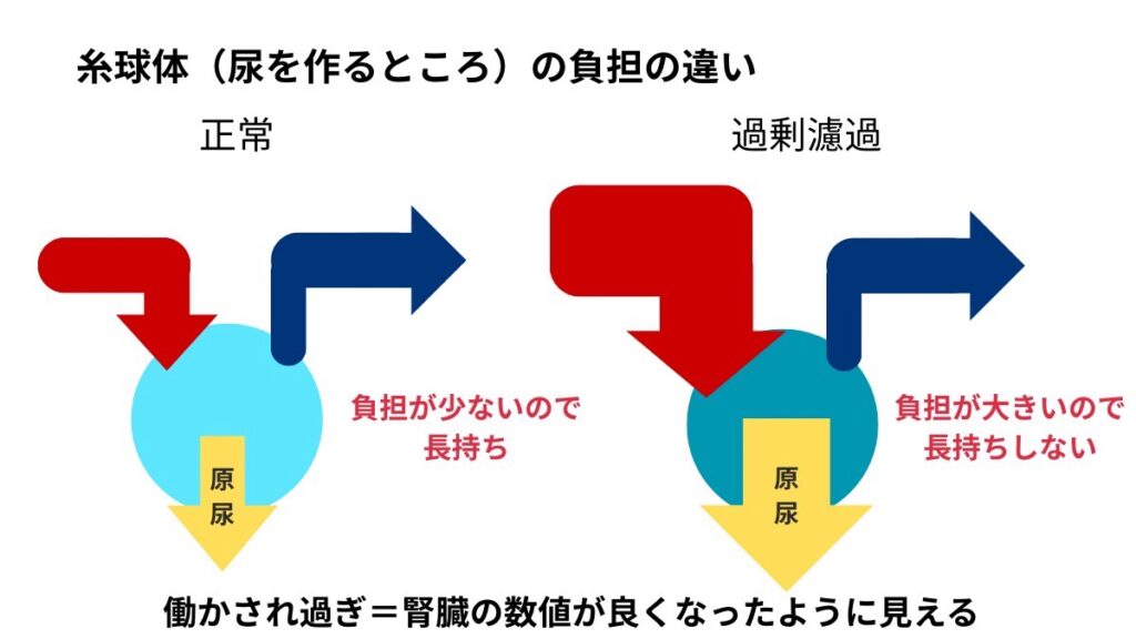 過剰濾過による腎臓への悪影響の解説