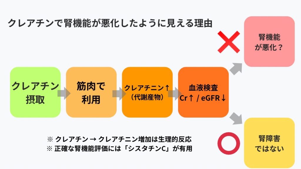 クレアチンで腎機能が悪化したように見える理由
