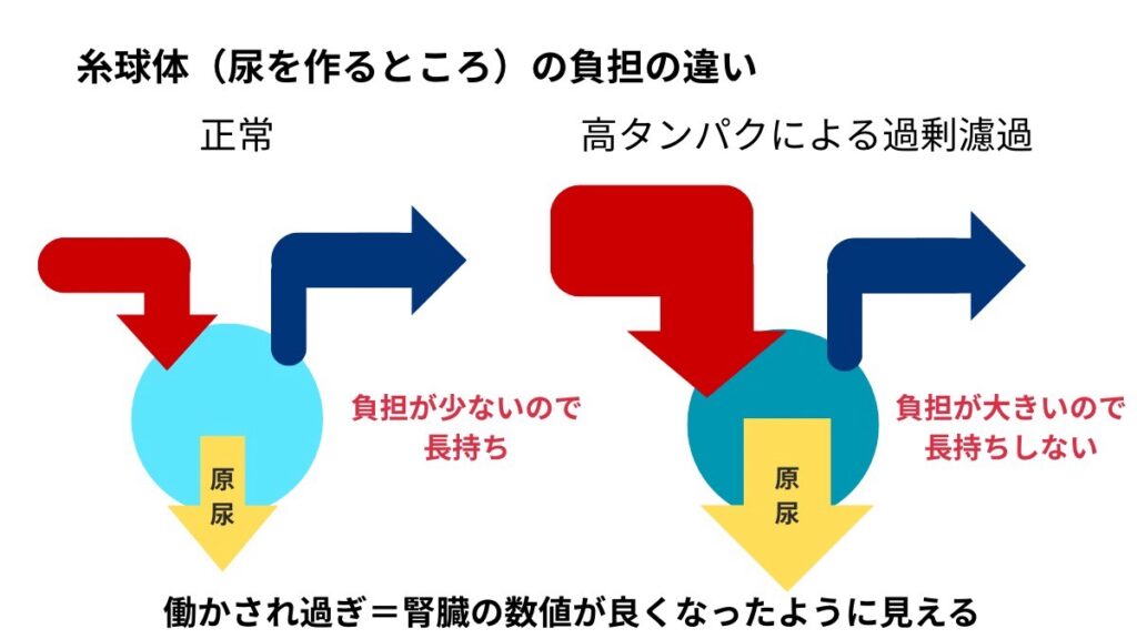 高タンパクによる過剰濾過とは