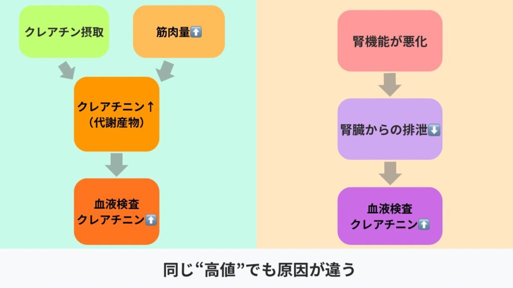 腎機能が悪くない場合でクレアチニンが上がる理由の比較